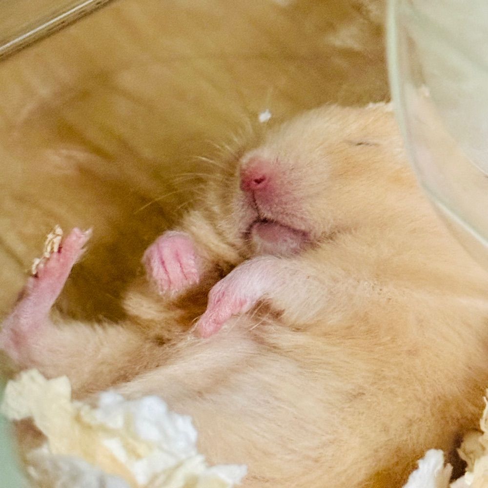 はむち