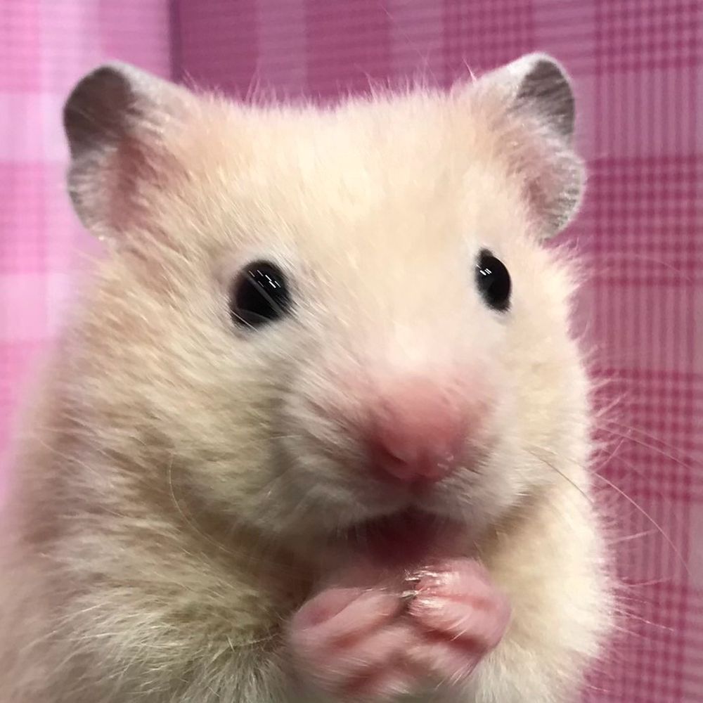 かじの