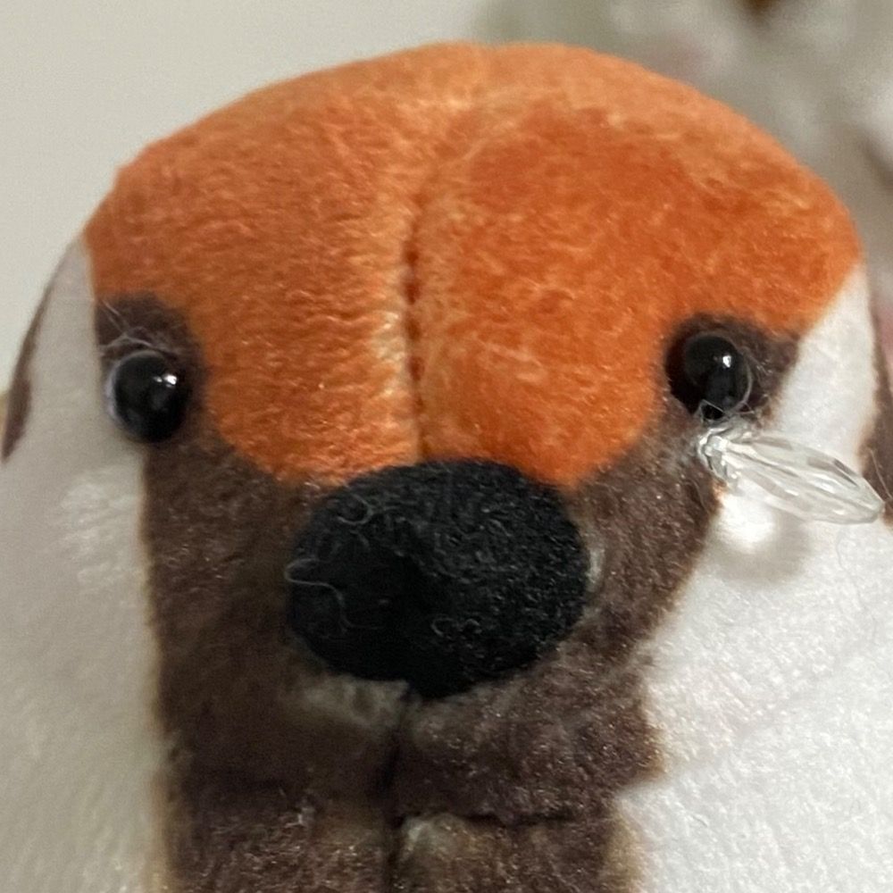 オイラのラ