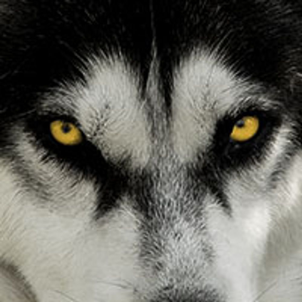 LoneWOLF