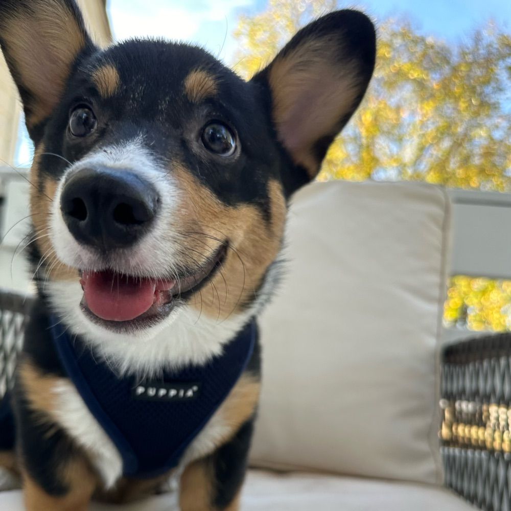 Opie The Corgi