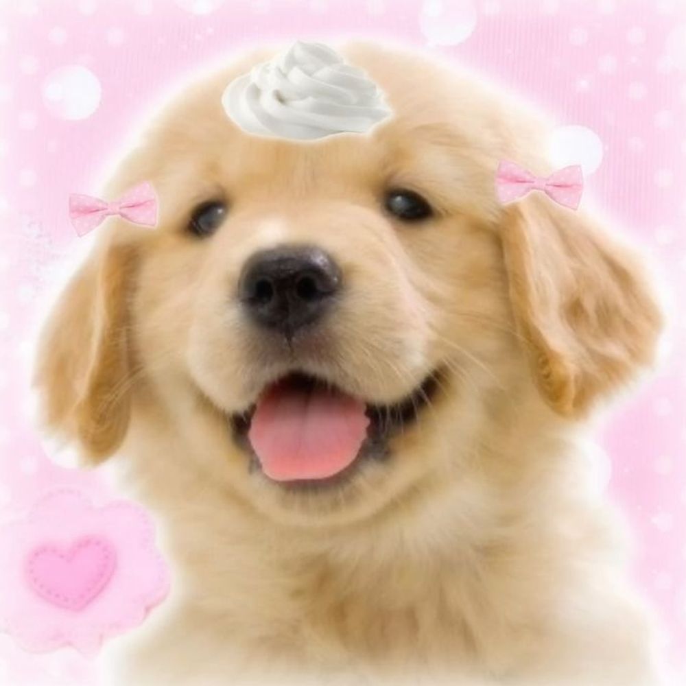 ‧₊˚ Pup 🐾