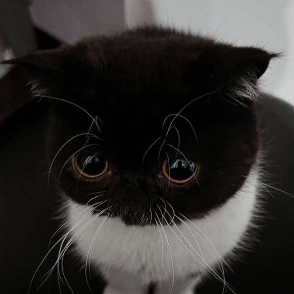 Gatinho Suicida ✴️