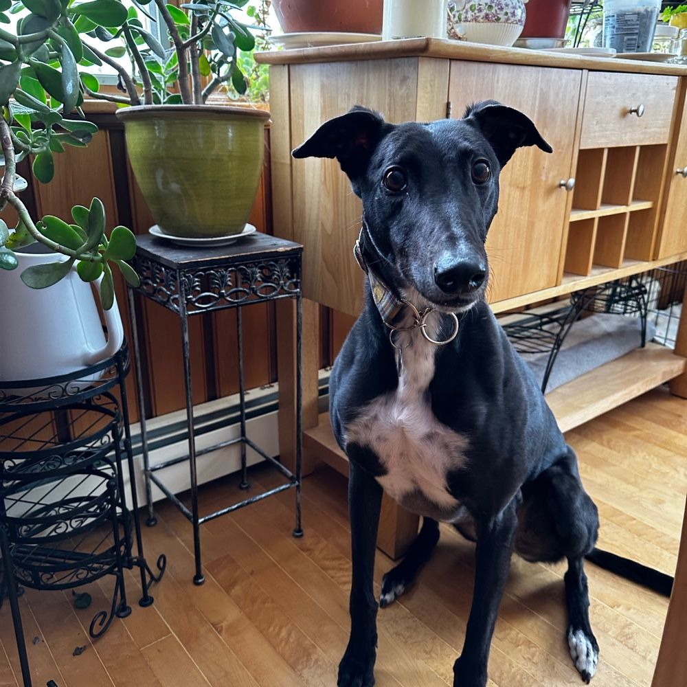 Tetley the Greyhound