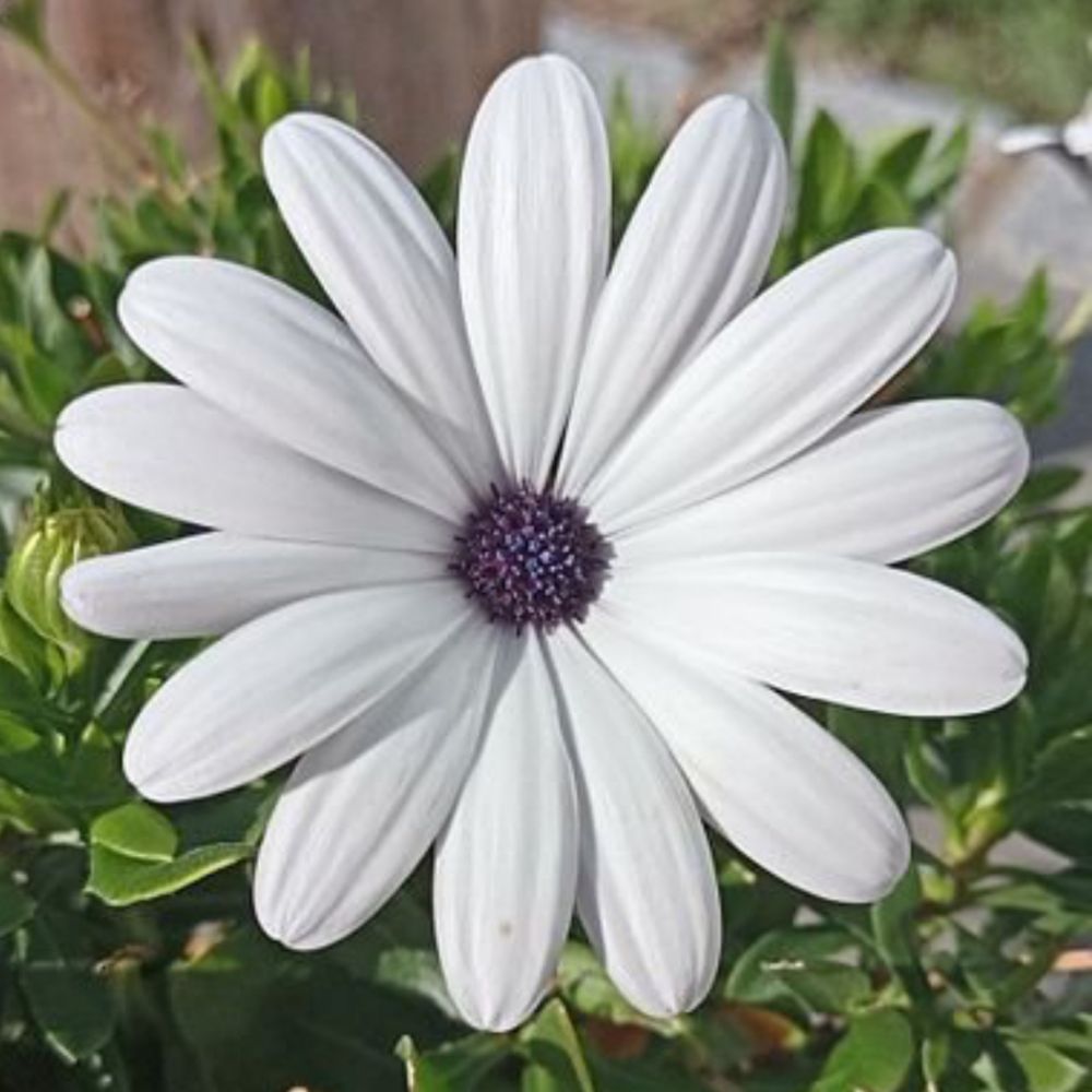 MatthiasG