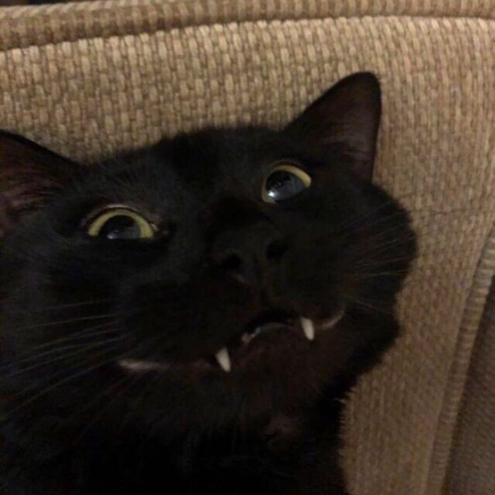 Gus