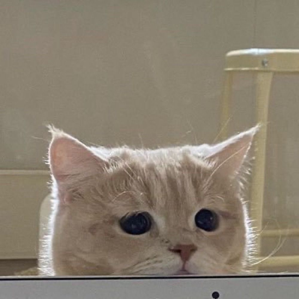 ˚ ༘♡ 𝙣𝙖𝙢𝙯𝙮 °•*⁀➷🐈