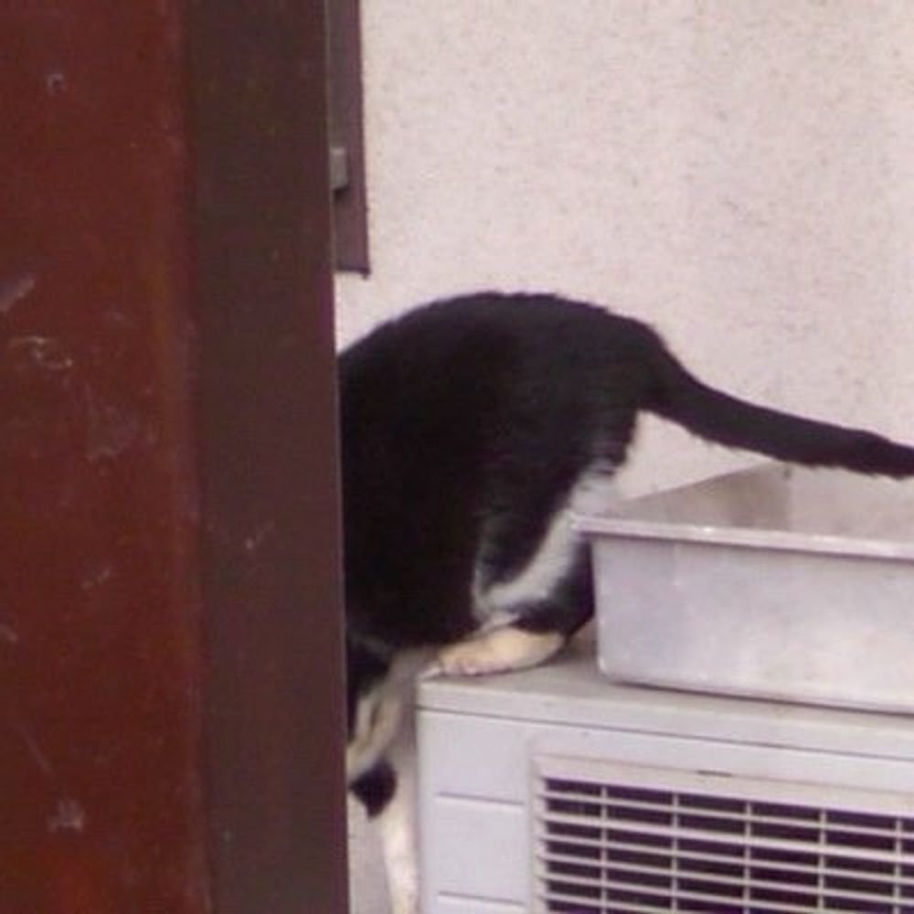 ねこのやま