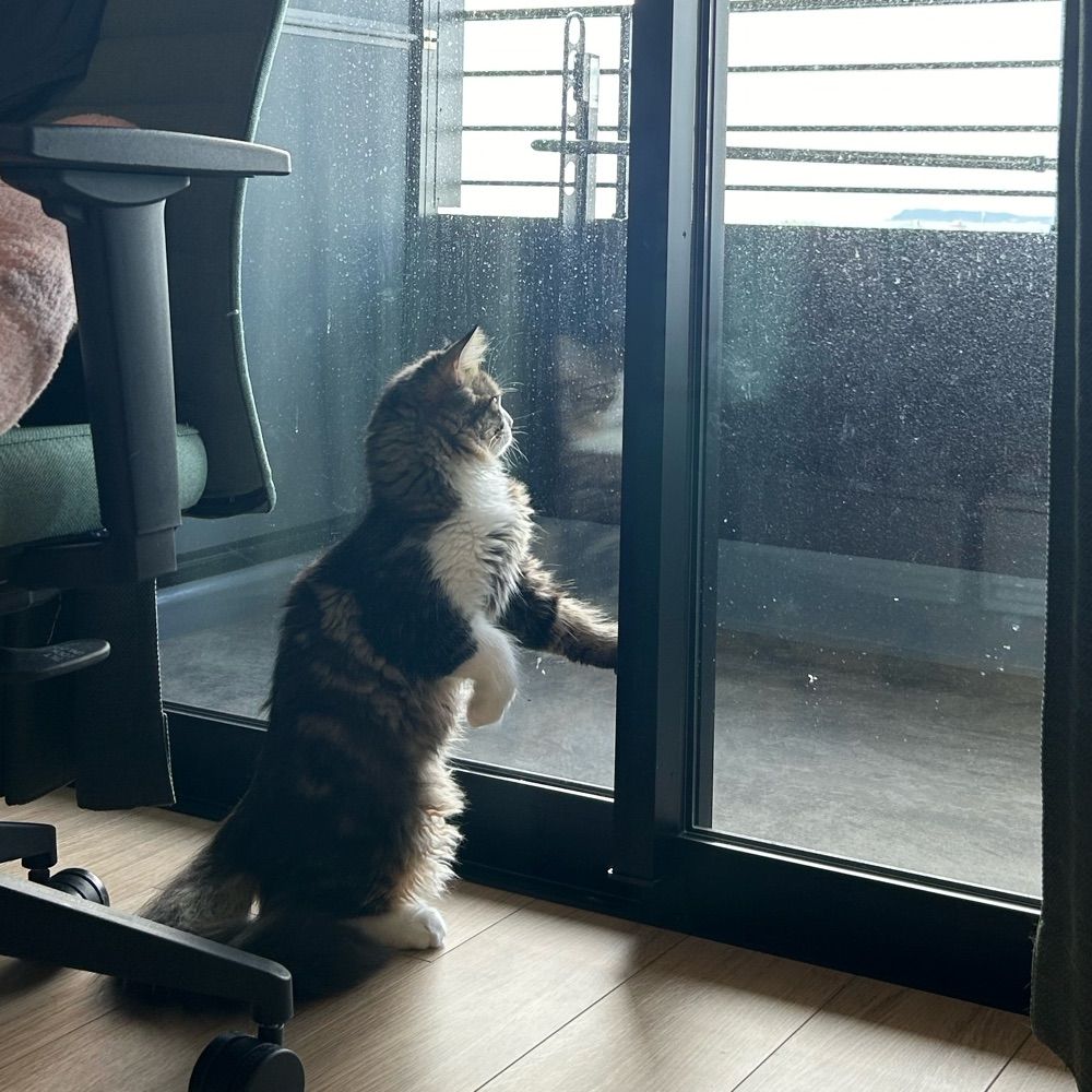 ぱせれた