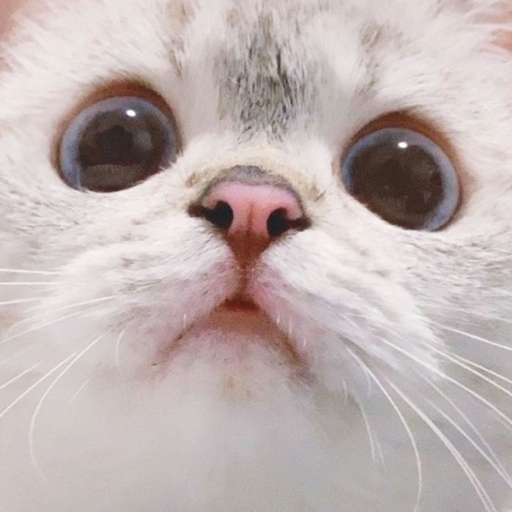 Oraeiaiyamapi