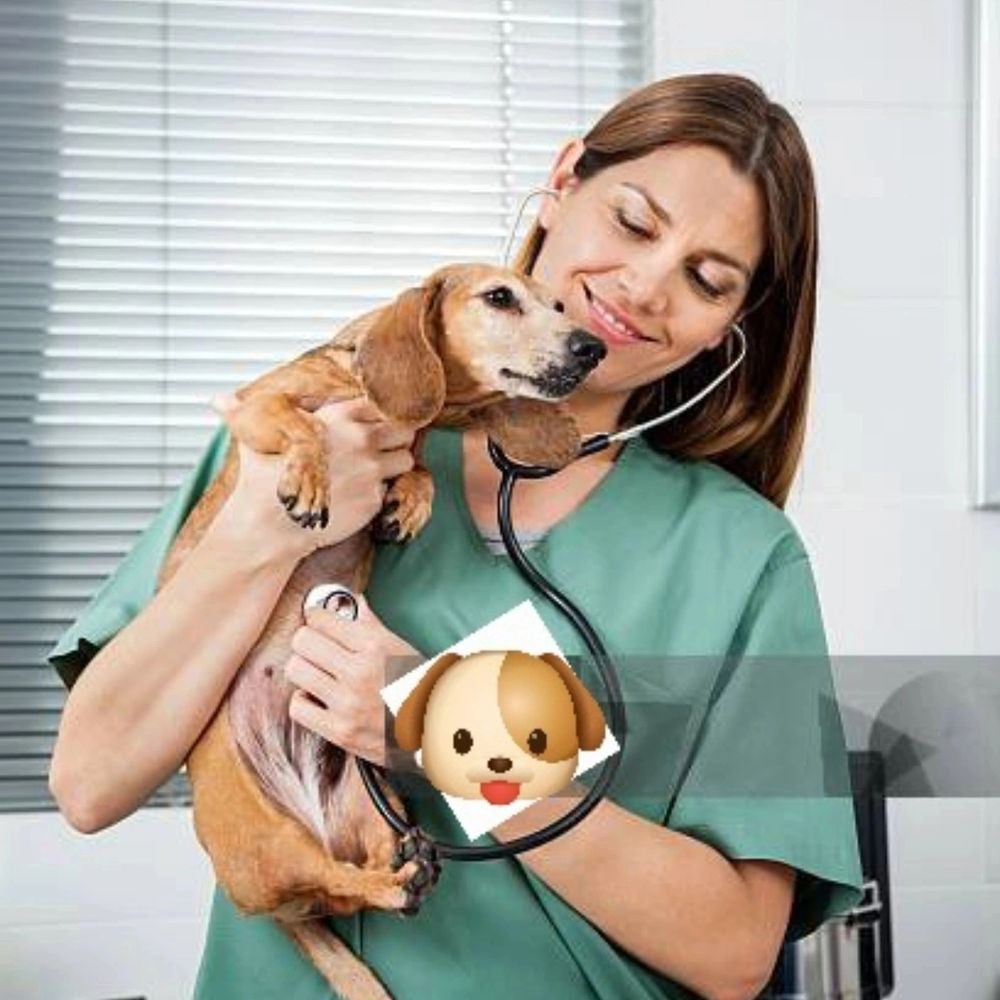 Gaza dogs rescue