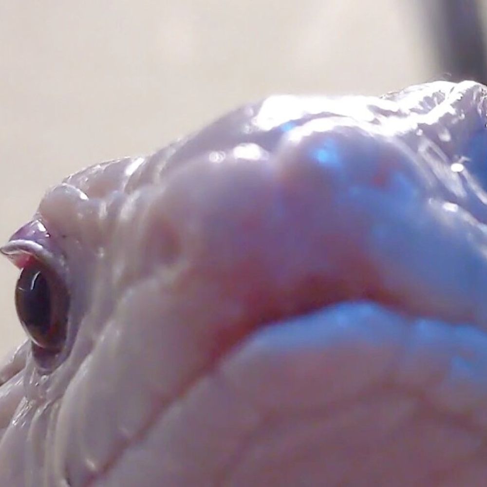 Oversized Lizard