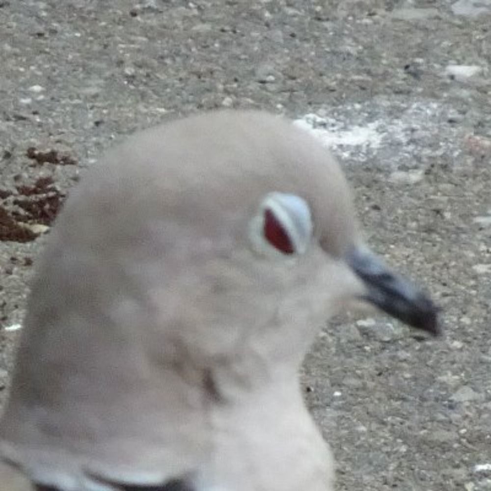 Pidgebot5000