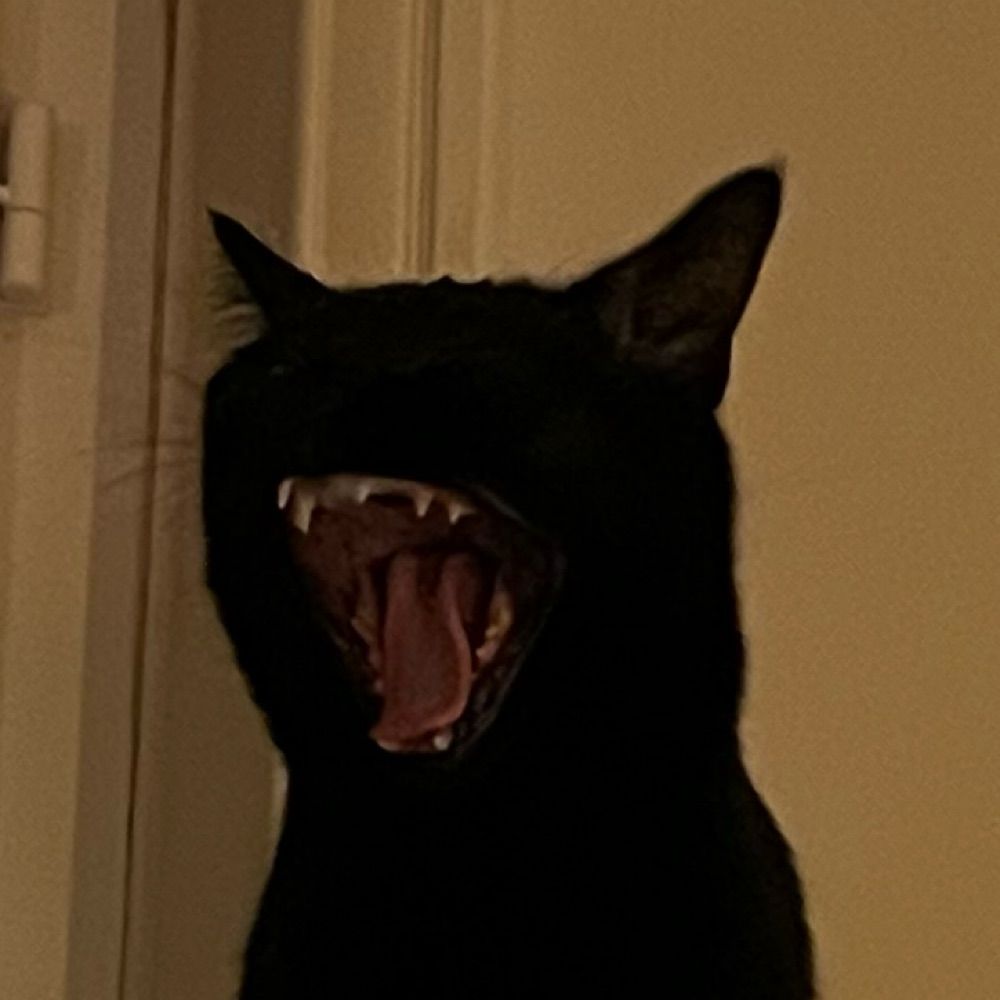 🐈‍⬛