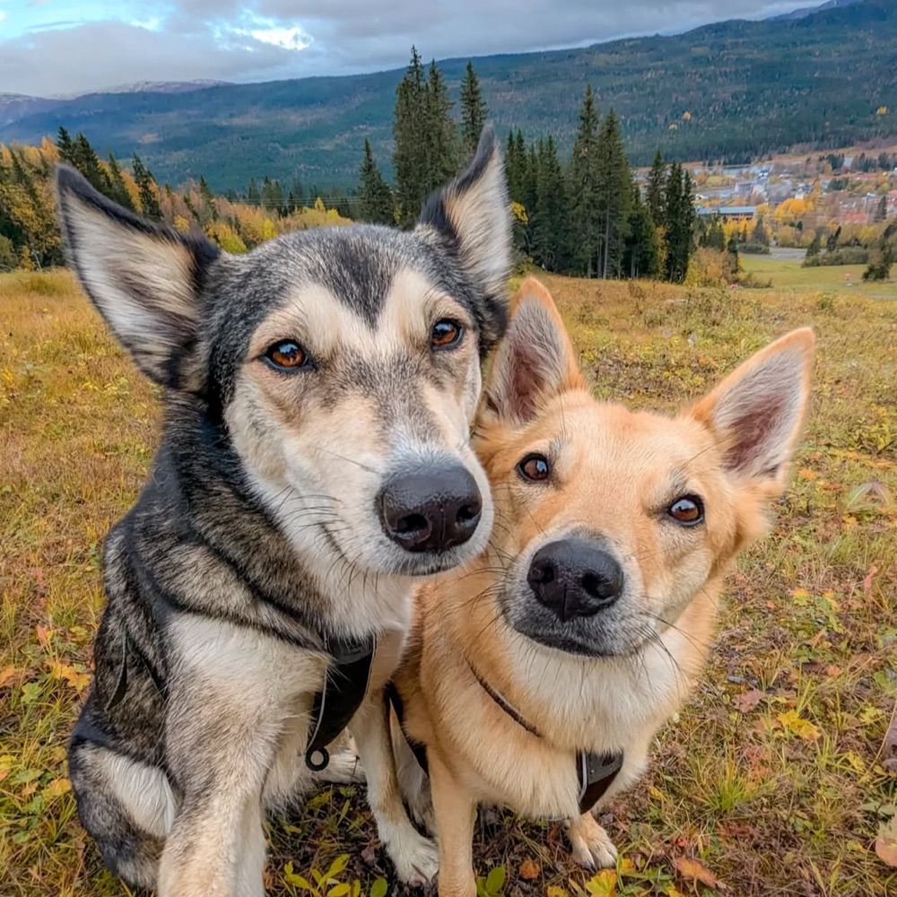 Open Arms Dogs Haven