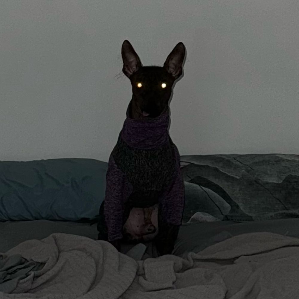 ꒷꒦ɴ꒦꒷