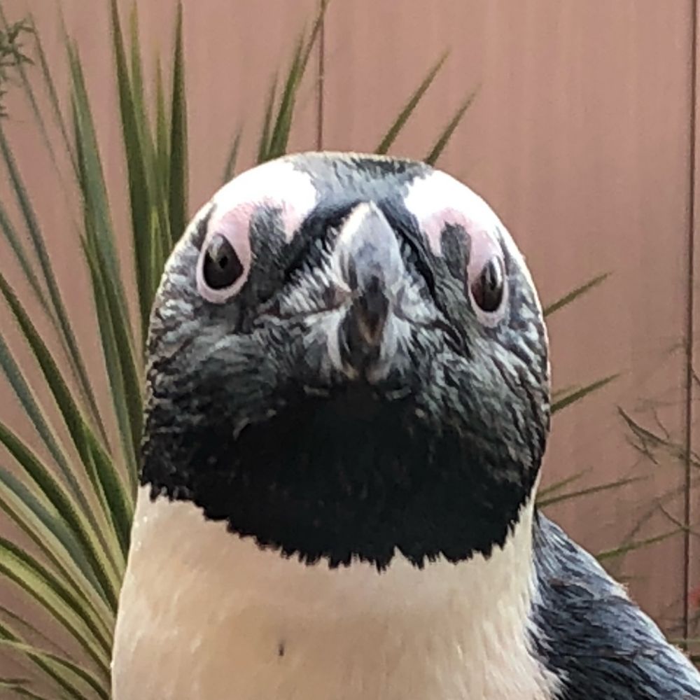 はし