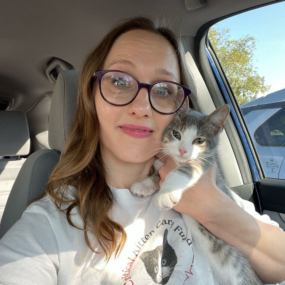 Kitten Konnoisseur