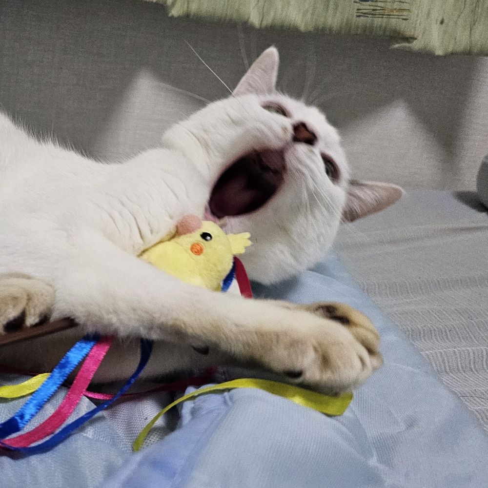 ことね