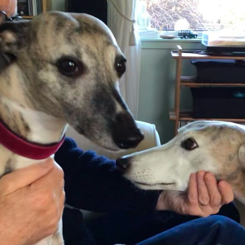 Angel Poppet and Bertie Race