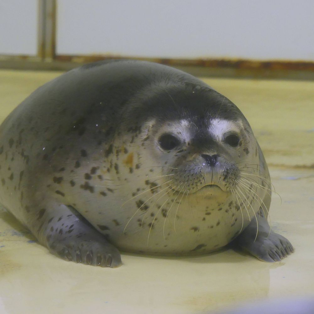 Sealidus