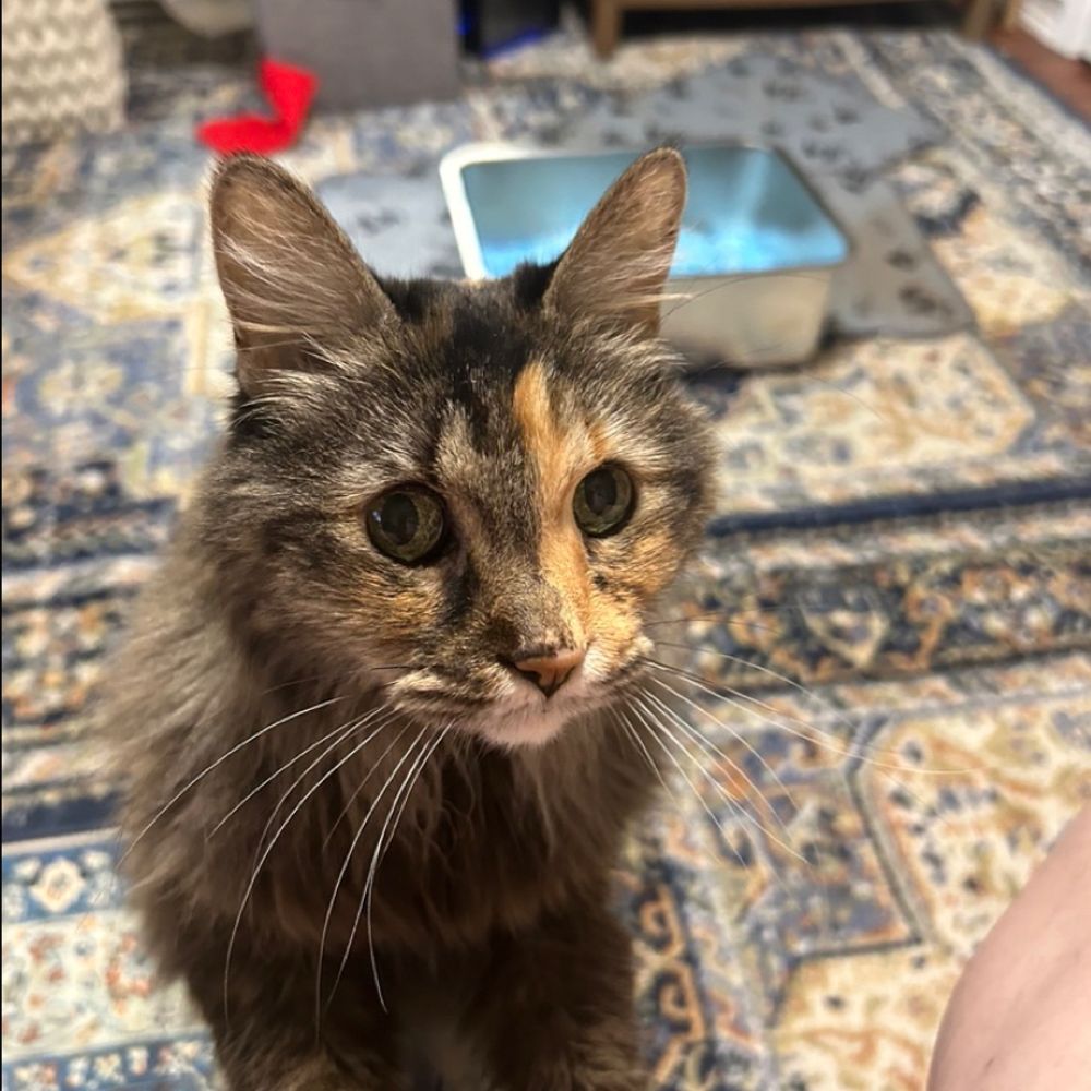 Georgie The Manx Cat