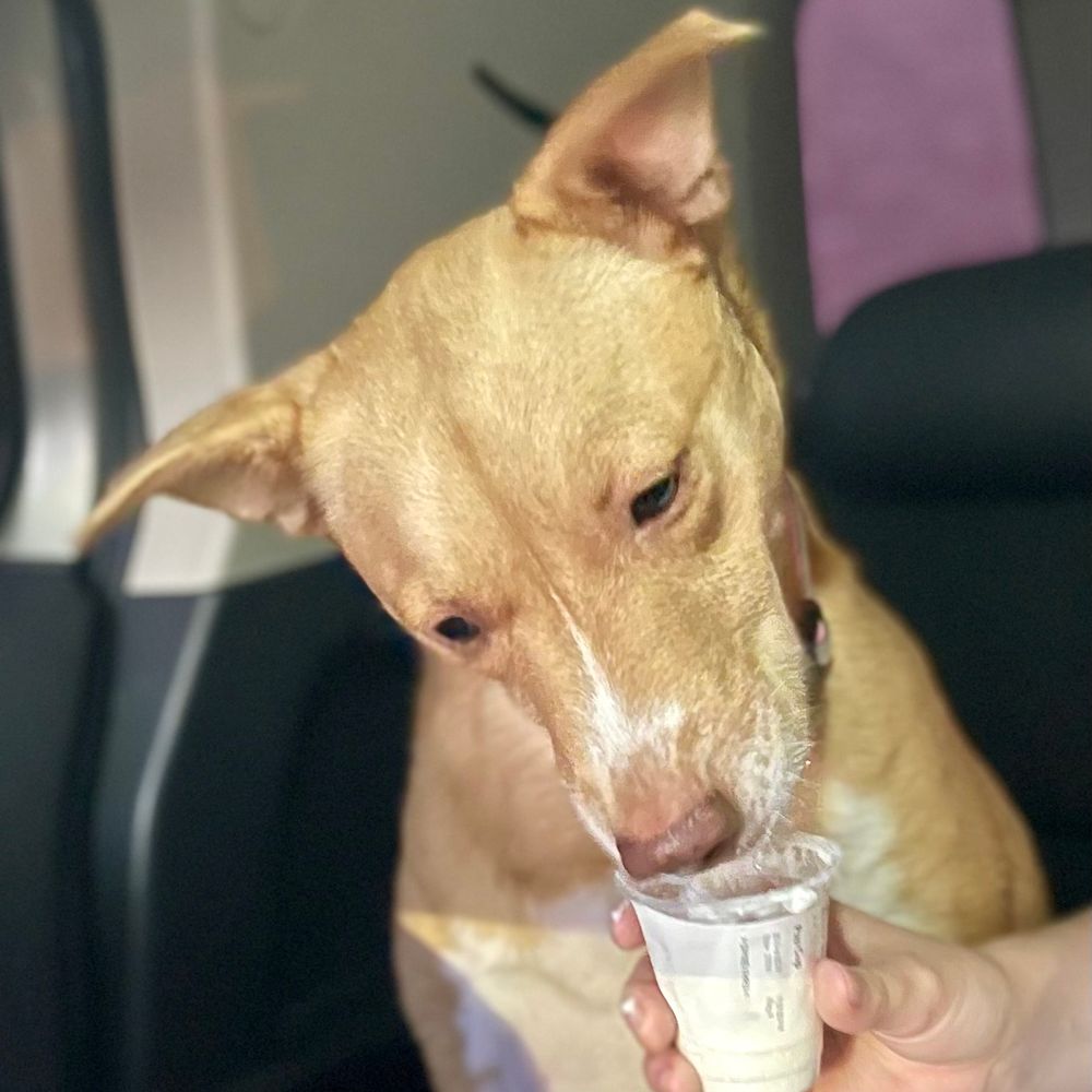Vespa the Dog