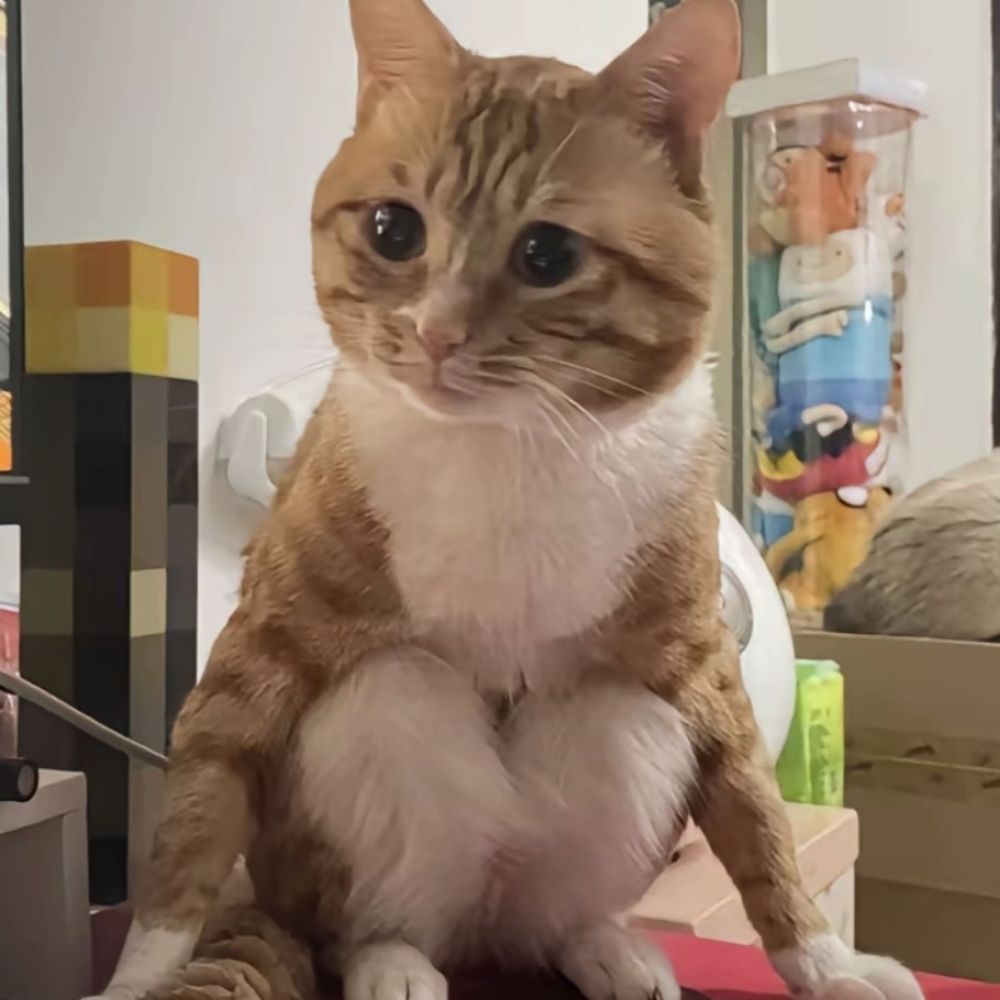 hhhhok