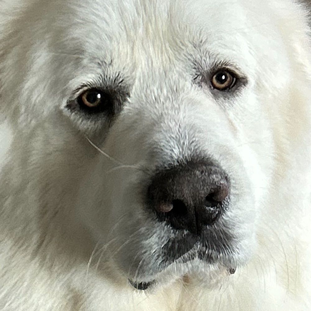 Deep Woof