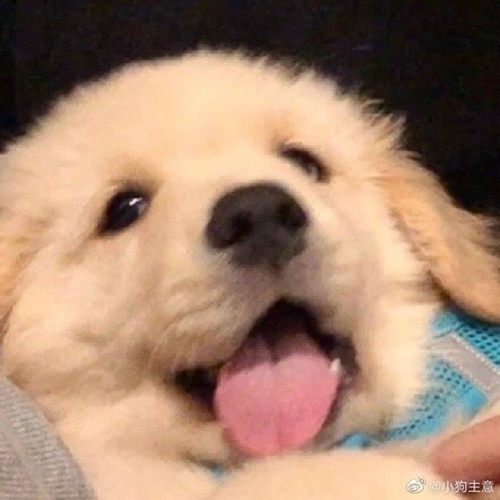 🐶