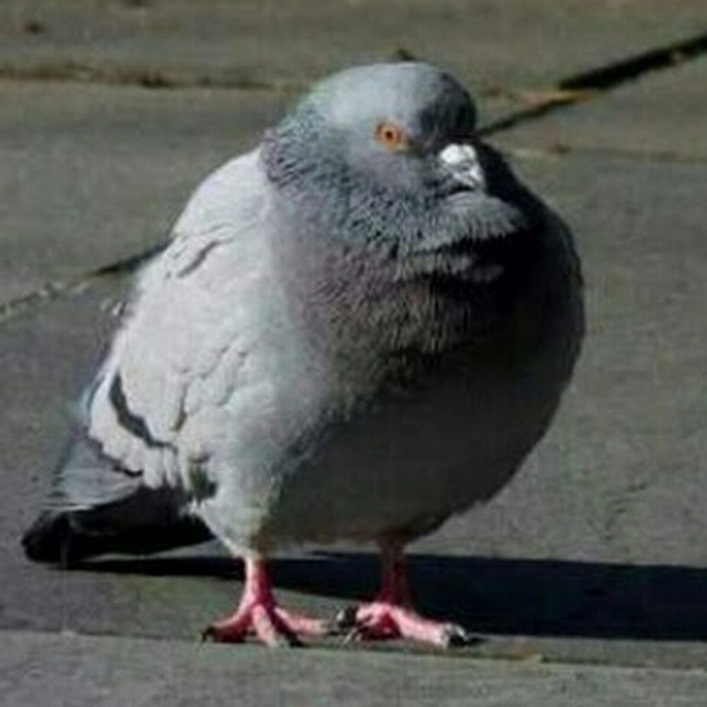 Ema the Bird