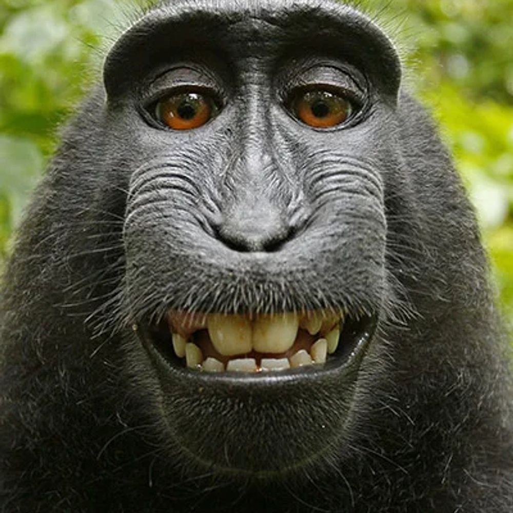 Happy Monkey