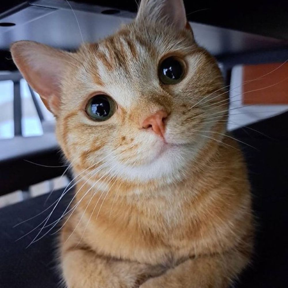 Svasty Le Chat
