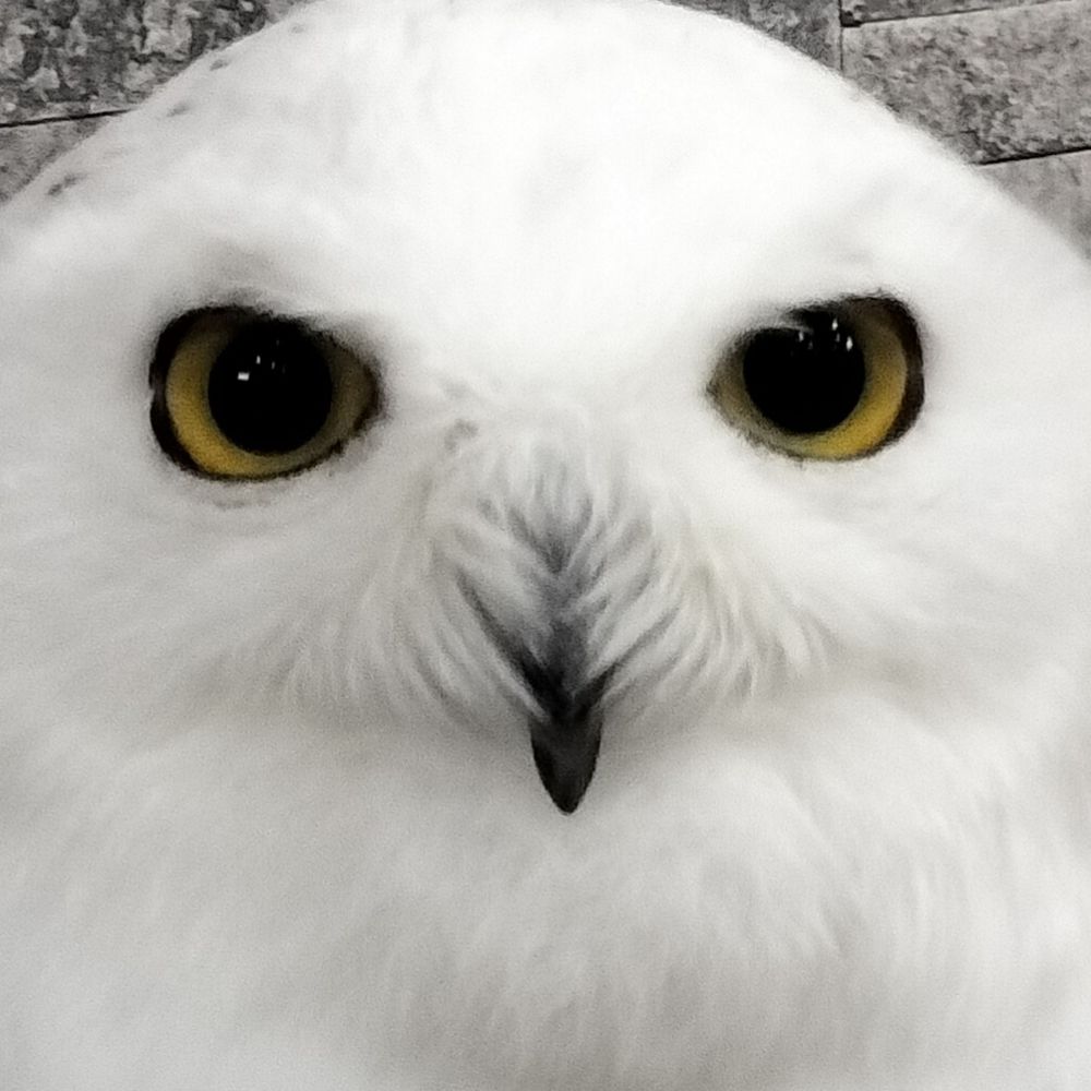 しろふくろう