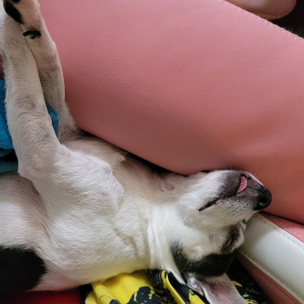 The Real Buddy