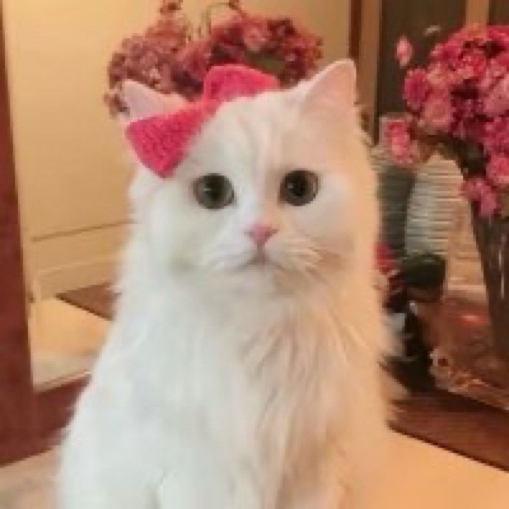 Bella 