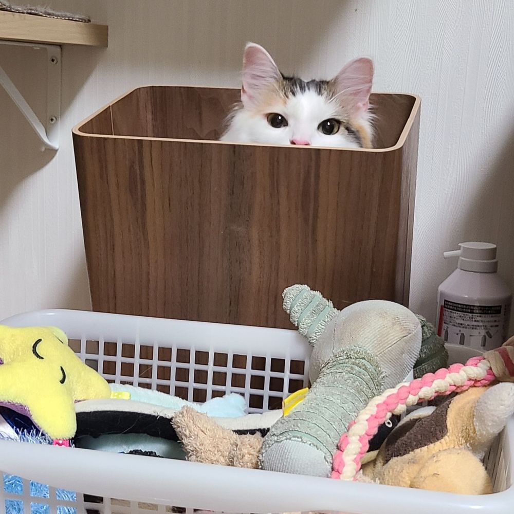 ヤナギ
