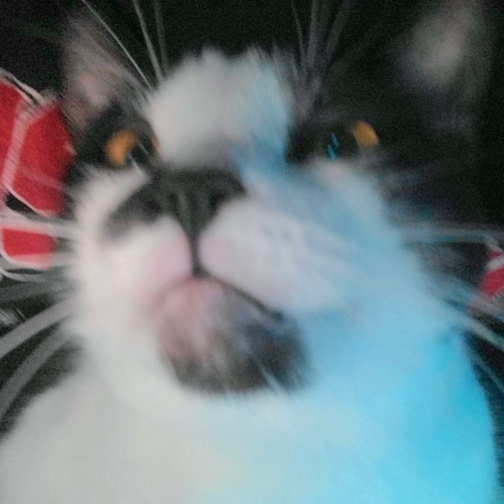 mavis dracula
