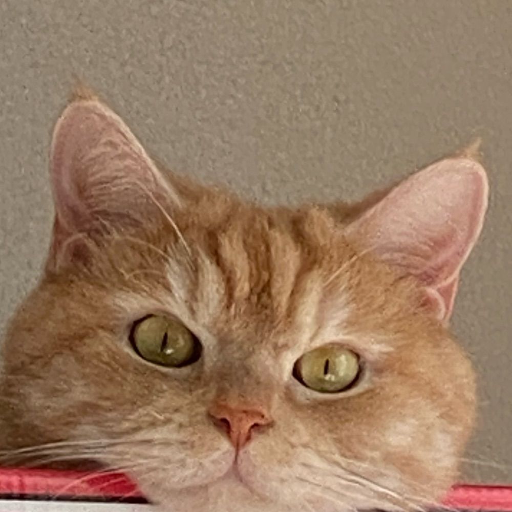 고식