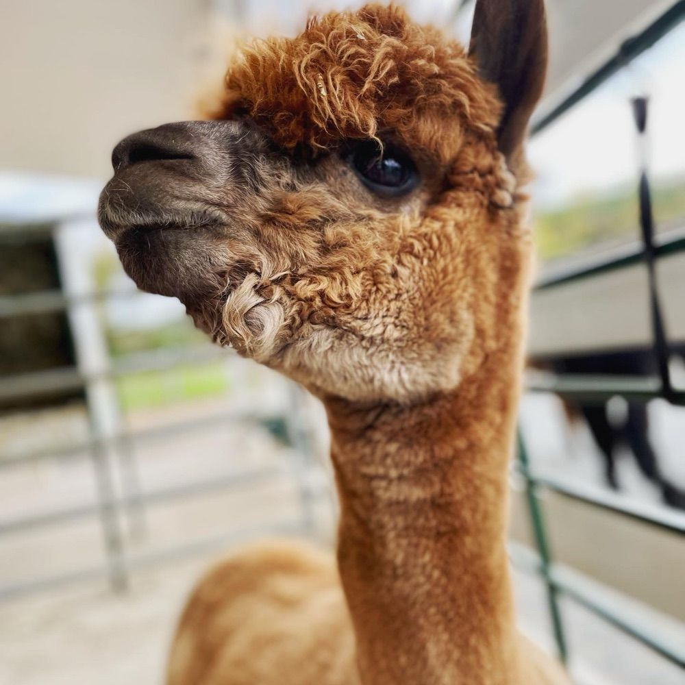 Just an alpaca