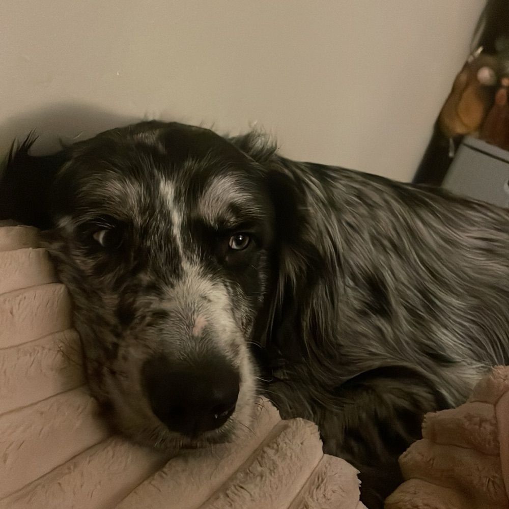 crystalluin.bsky.social