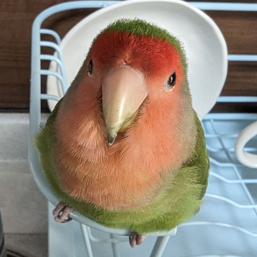 Oimo