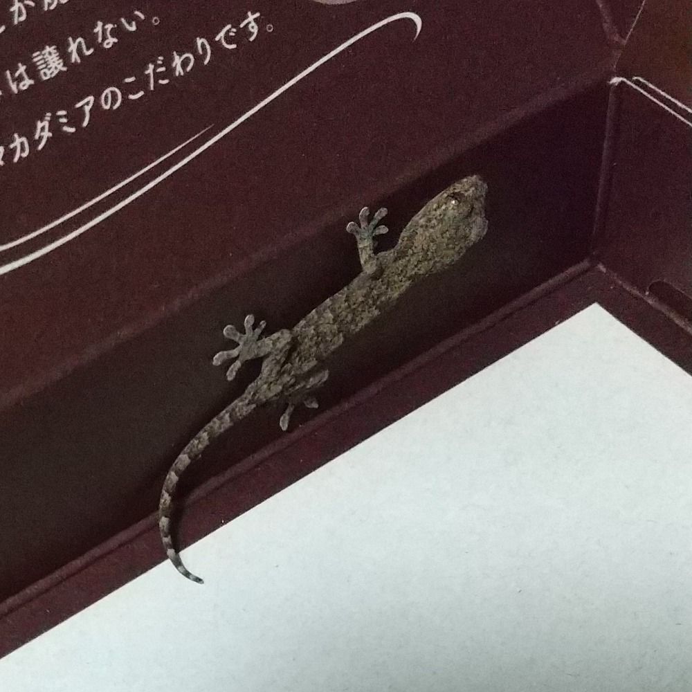 キフユ