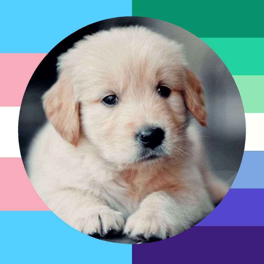 Felix the pup