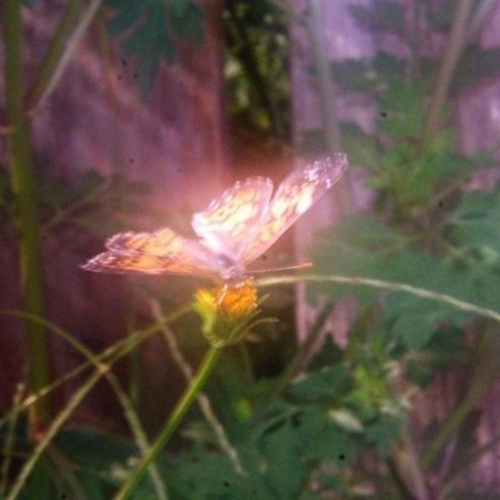 just a dreamer ᯓ★