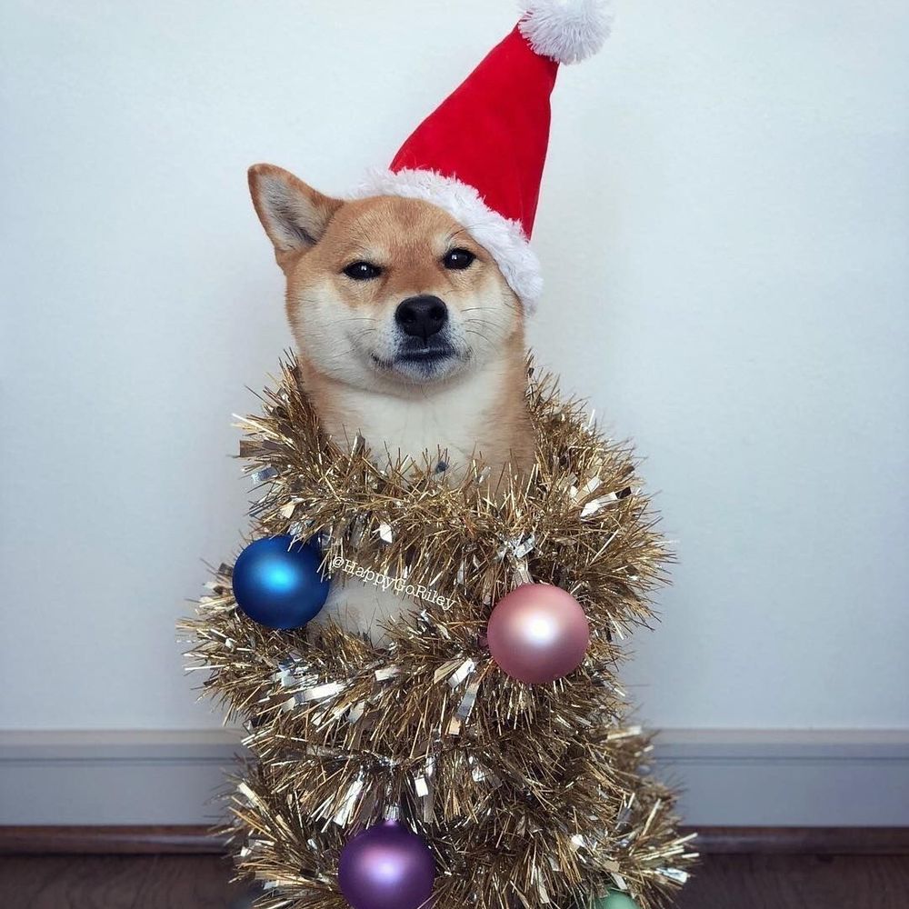 DrunkDingo