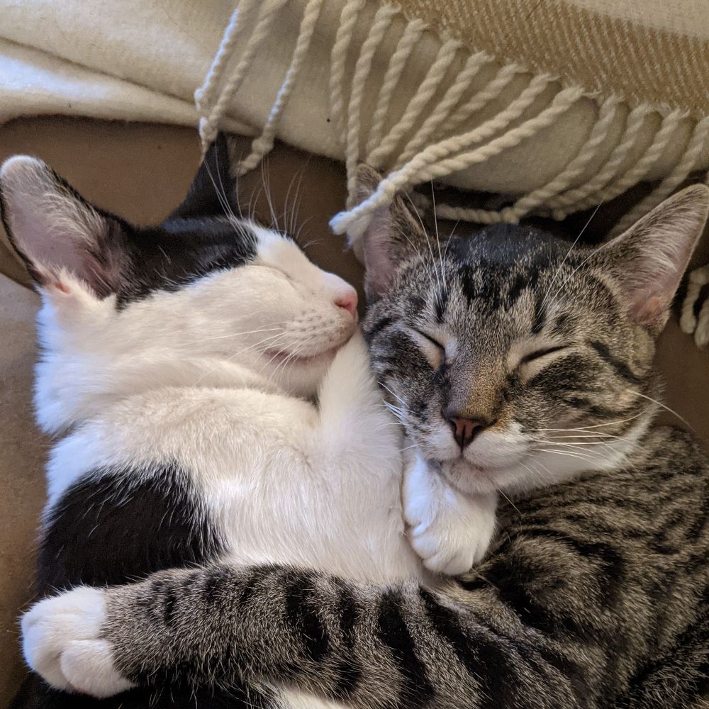 Troy and Abed