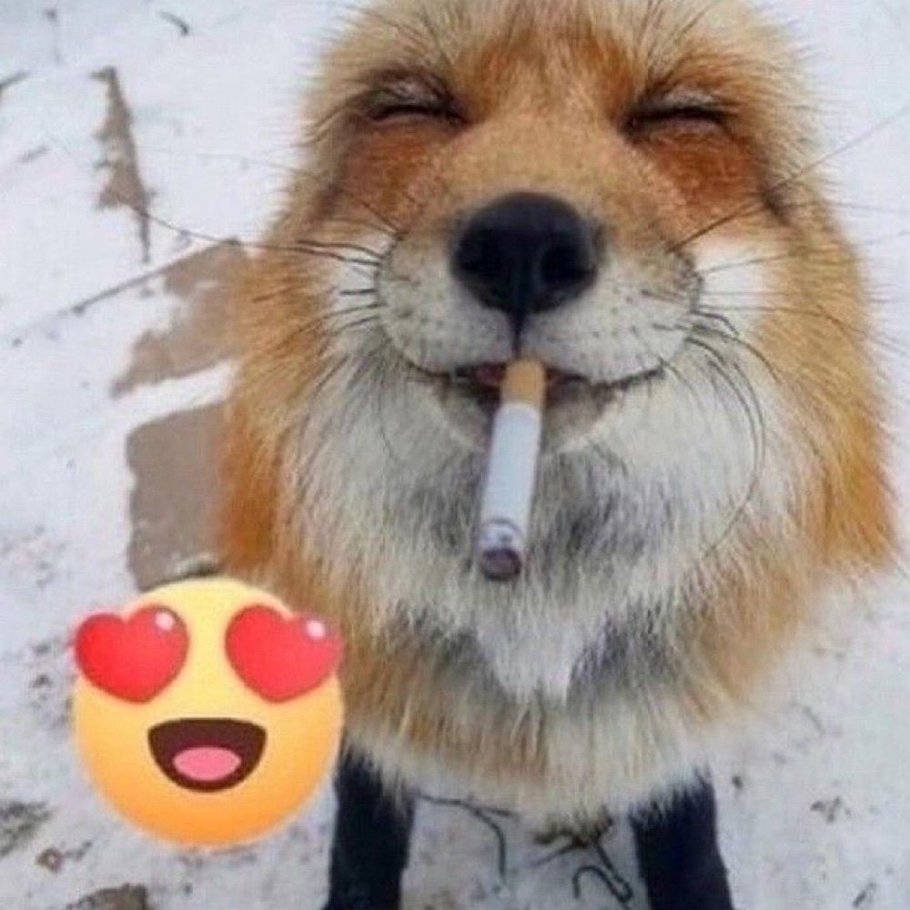 🦊🔞