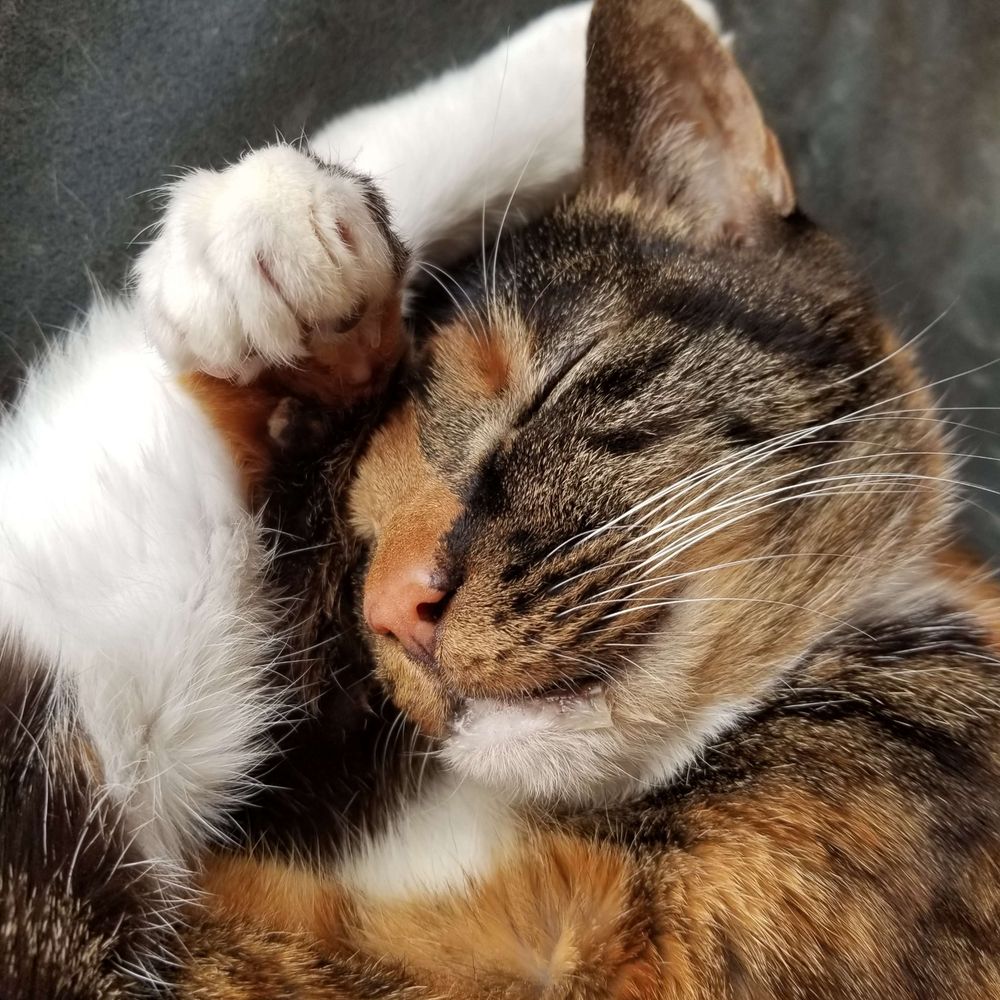 ビョコ