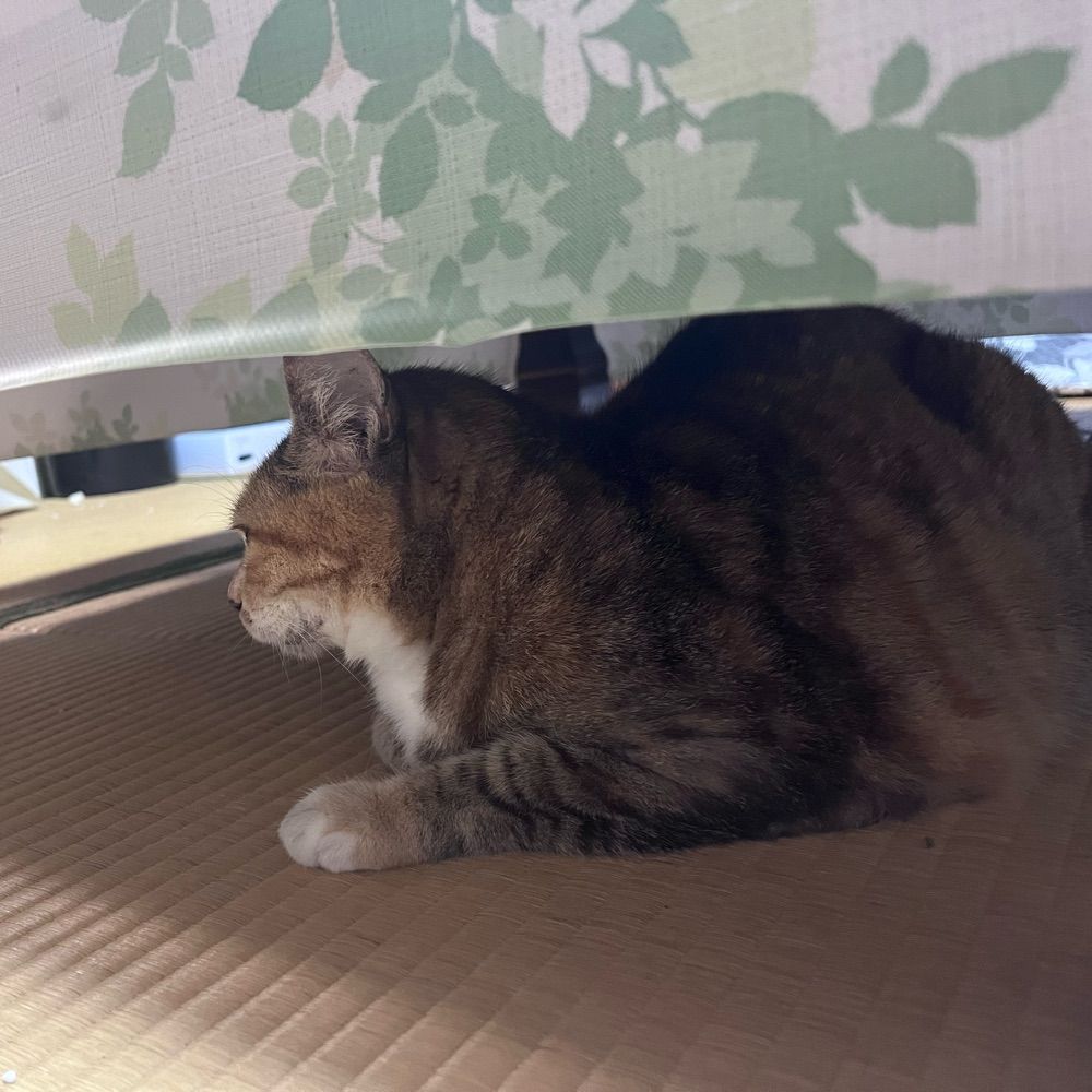 塩化ナトリウム